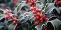 Holly bush with prickly leaves and red berries, covered with winter frost Royalty Free Stock Photo