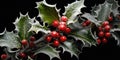 Holly bush with prickly leaves and red berries, covered with winter frost Royalty Free Stock Photo