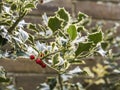 Holly bush with red berries Royalty Free Stock Photo