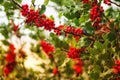 A holly bush with red berries Royalty Free Stock Photo