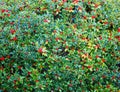 Holly Bush with Red Berries