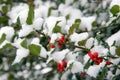 Holly Bush with snow