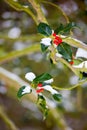 Holly bush with snow in winter