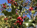 Holly, common holly, English holly, European holly, or occasionally Christmas holly Ilex aquifolium, Die EuropÃÂ¤ische Stechpalme Royalty Free Stock Photo