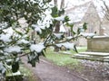 Holly covered with snow Royalty Free Stock Photo