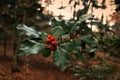 Holly foliage with matures red berries in a forest. Ilex aquifolium or Christmas holly. italy