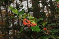 Holly foliage with matures red berries in a forest. Ilex aquifolium or Christmas holly. italy
