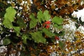 Holly foliage with matures red berries in a forest. Ilex aquifolium or Christmas holly. italy Royalty Free Stock Photo