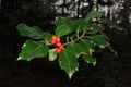 Holly foliage with matures red berries in a forest. Ilex aquifolium or Christmas holly. italy Royalty Free Stock Photo