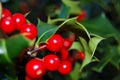 Holly with fruits Royalty Free Stock Photo