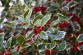 Holly with fruits. Ilex aquifolium. Detail of the red fruit of this typical Christmas tree. Royalty Free Stock Photo