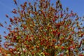 The Holly fruits (Ilex aquifolium) in the fall
