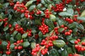 Holly (Gen; Ilex)