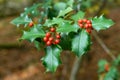 Holly green leaves with red berries, close up. Ilex aquifolium or Christmas holly tree in a forest Royalty Free Stock Photo