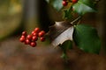 Holly green leaves with red berries, close up. Ilex aquifolium or Christmas holly tree in a forest Royalty Free Stock Photo