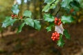 Holly green leaves with red berries, close up. Ilex aquifolium or Christmas holly tree in a forest Royalty Free Stock Photo