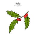 Holly Ilex aquifolium tree branch