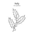 Holly Ilex aquifolium tree branch