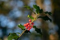 Holly bough with red berries in autumn