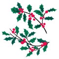 Holly, ilex branch with berry and leaves set isolated on white background. Christmas, new year holiday celebration symbol Vector Royalty Free Stock Photo