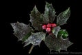 Holly ilex, christmas decoration with red berry's, covered with snow on a black background Royalty Free Stock Photo