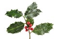 Holly ilex, christmas decoration with red berry's, covered with snow on a black background Royalty Free Stock Photo