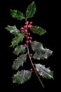 Holly ilex, christmas decoration with red berry's, covered with snow on a black background Royalty Free Stock Photo