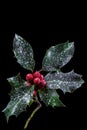 Holly ilex, christmas decoration with red berry's, covered with snow on a black background Royalty Free Stock Photo