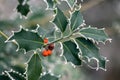 Holly (Ilex) leaves covered with hoar frost in winter Royalty Free Stock Photo