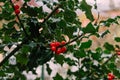 Holly, ivy and mistletoe Green Christmas and winter background. Tradition Christmas for the holiday season. December Royalty Free Stock Photo