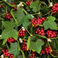 Holly Ivy and Mistletoe Winter Greenery Royalty Free Stock Photo