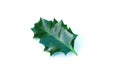 Holly leaf