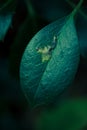 Holly Leaf Close Up Showing Burrowing Scar Of Holly Leaf Miner