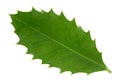 Holly leaf