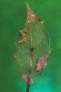 Holly Leaf Partially Decomposed On Green