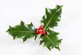 Holly leaf with red berries