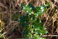 Holly Leafs Up Close Macro