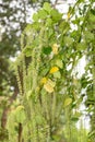 Holly leaved sweet spire (itea ilicifolia) flowers