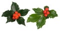 Holly leaves