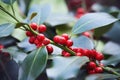 Holly Leaves and Berries Royalty Free Stock Photo