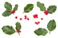 Holly leaves and berries