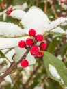 Snow covered red holly berries and green foliage. Royalty Free Stock Photo