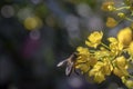 Holly mahogany - Mahonia aquifolium, there is bokeh on background. Royalty Free Stock Photo