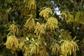 Holly oak flowers on a tree Royalty Free Stock Photo