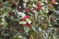 Holly plant Royalty Free Stock Photo