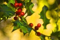 Holly Plant Royalty Free Stock Photo
