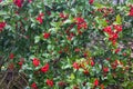 Holly plant with red berries Royalty Free Stock Photo