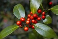 Holly red berries Royalty Free Stock Photo