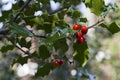 Holly with red berries