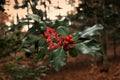 Holly red berries in the forest Royalty Free Stock Photo